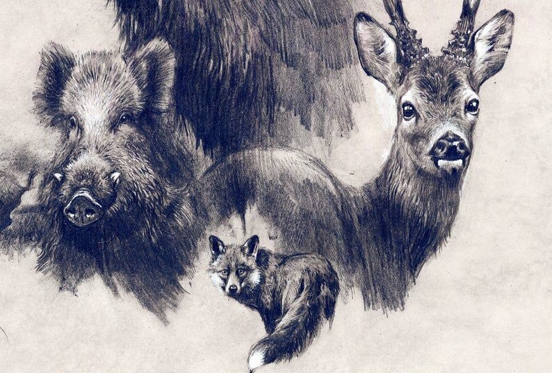 dessin d'animaux de la forêt